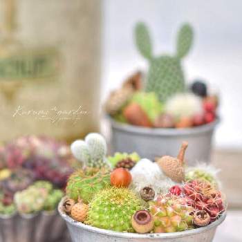 ウサギのかくれんぼの投稿画像一覧 Greensnap グリーンスナップ