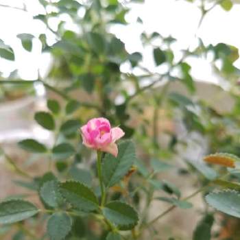 ミニ薔薇みさきの画像 by mimimintさん | 部屋とミニ薔薇みさきとバラ 鉢植えと薔薇♪