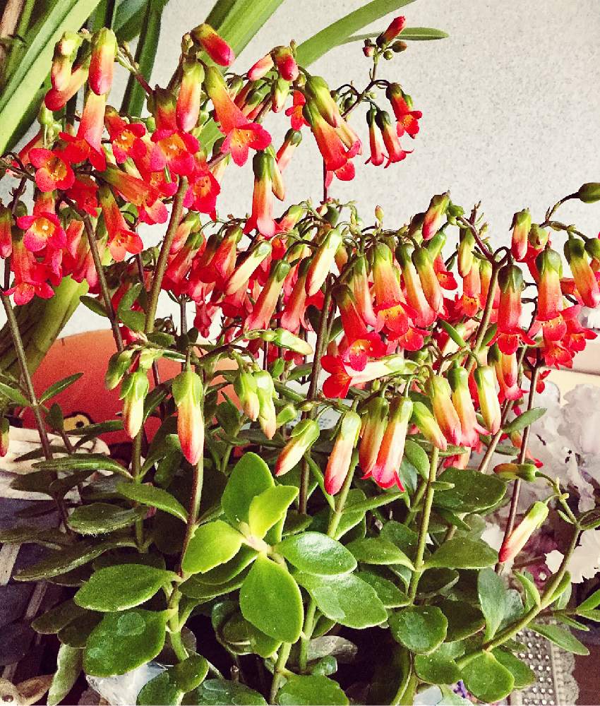 カランコエ ミラベラの投稿画像 By ひまわり大好きさん 多肉ちゃん大好きと癒しの時間と可愛い花と植物大好きとおうち園芸と多肉ちゃん大好き とお花は癒しと癒されて と可愛い多肉ちゃん と多肉女子 おばさん と カランコエのお花 月12月21日