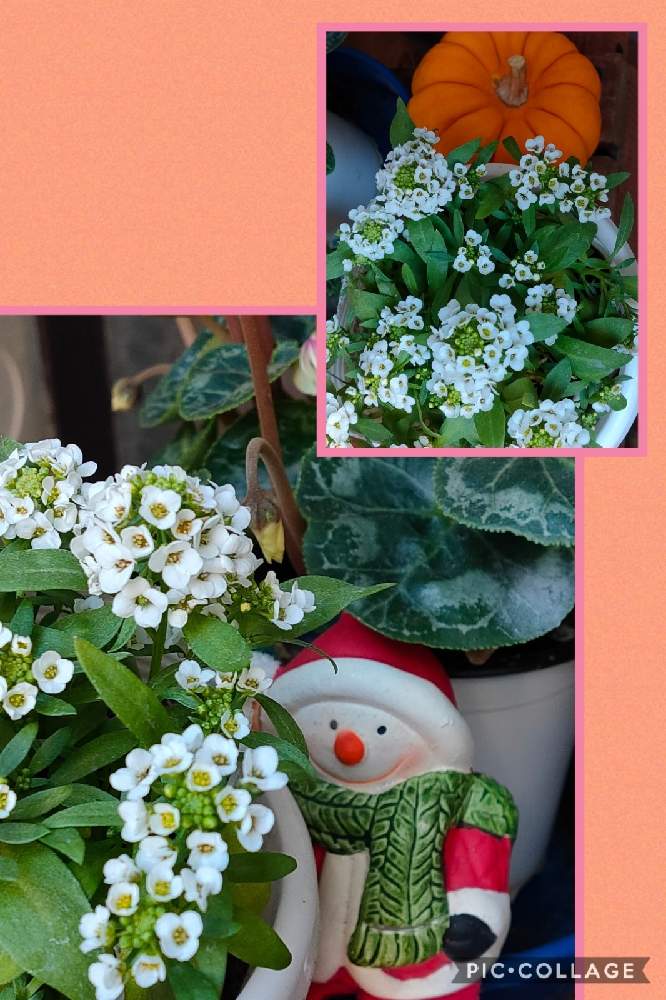 スイートアリッサム の投稿画像 By Reomamaだワンさん 白い花と小さい花とおうち園芸 月12月21日 Greensnap グリーンスナップ