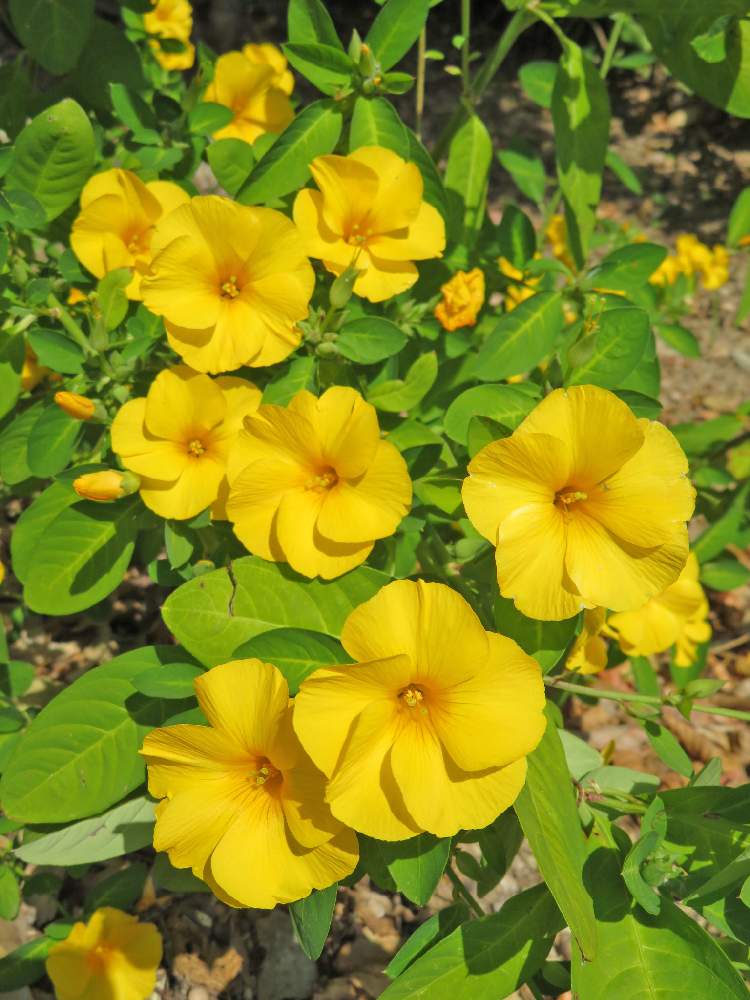 雲南月光花の投稿画像 By ふじひろさん お出かけ先とキバナアマと 黄花亜麻とキバナアマと 黄花亜麻 月12月21日 Greensnap グリーンスナップ Greensnap グリーンスナップ