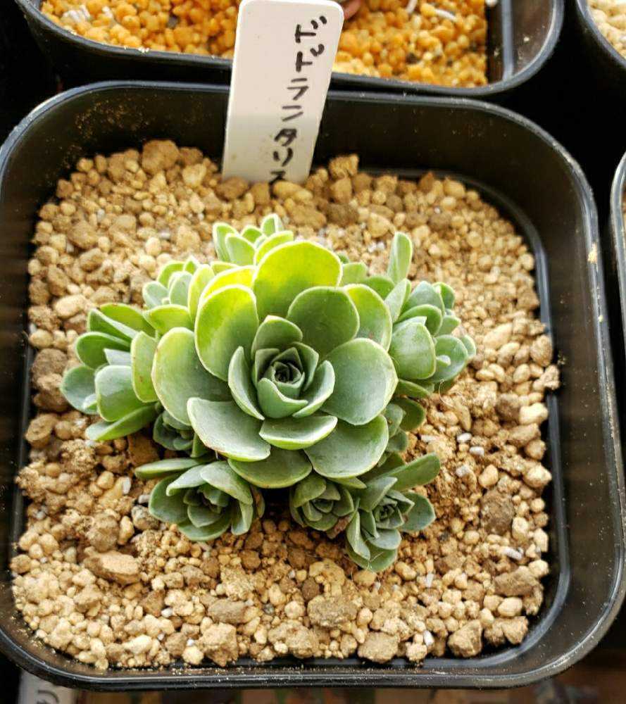 おうちの多肉図鑑｜🍀GreenSnap（グリーンスナップ）