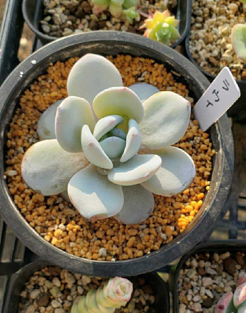 おうちの多肉図鑑｜🍀GreenSnap（グリーンスナップ）