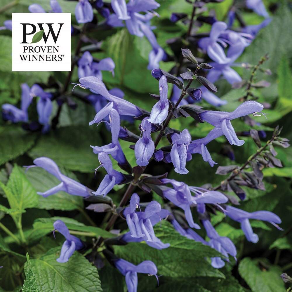 スーパーサルビア ロックンロールの投稿画像 By Pw Japanさん 小さな庭とスーパーサルビア ロックンロールとガーデリンクとプルーブンウィナーズとproven Winnersと21年新品種とpw育てたとスーパーサルビアロックンロール ブルーティアーズとスーパーサルビア ロック