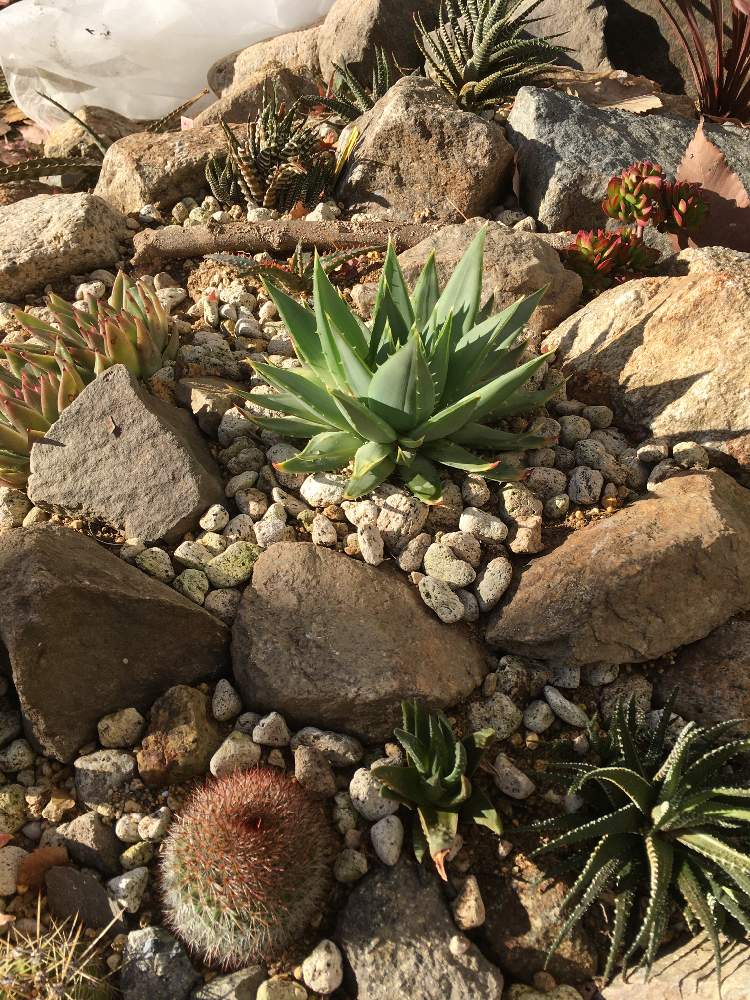 最も信頼できる アロエ ポリフィラ ロックガーデン ドライガーデン 多肉植物 植物 観葉植物 Alrc Asia