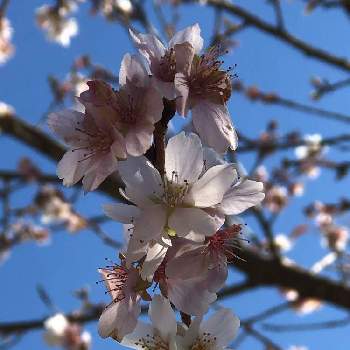 四季桜の投稿画像一覧 Greensnap グリーンスナップ