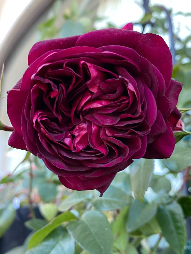 バラの投稿画像 By まきちゃんさん アレゴリーとバルコニーガーデニングと薔薇愛同盟と薔薇の育て方勉強中 とおうち園芸とバルコニーとバラ アレゴリーと鉢植えとデルバールと花のある暮らしと良い香りとバルコニスト 月12月21日 Greensnap グリーンスナップ