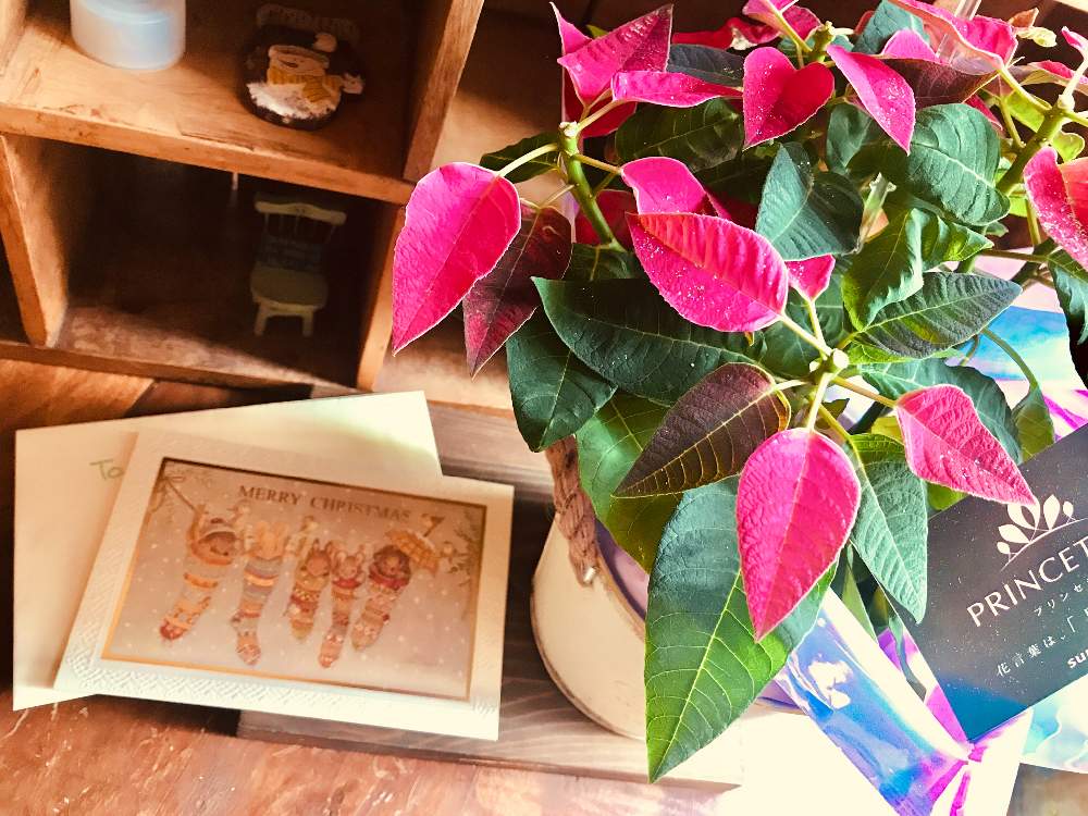 好きな角度の投稿画像 By ぷりゅ さん プリンセチア とお部屋と観葉植物 とプレゼントとオリジナルとgs映えとポインセチア と今日の一枚と思いやりと花言葉 とサプライズとナチュラルスタイルと親友からの贈り物と花のある暮らしとひとりごととgreen Up と
