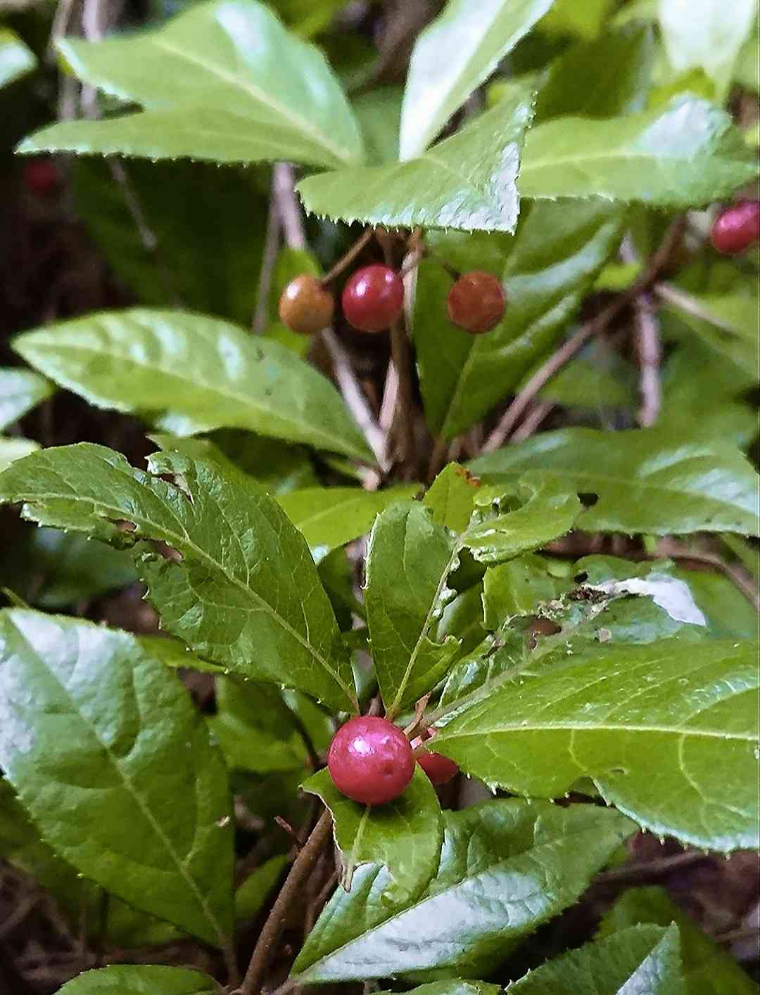 ヤブコウジの投稿画像 by 醜男さん｜雑草と山野草と野草と花木と藪柑子