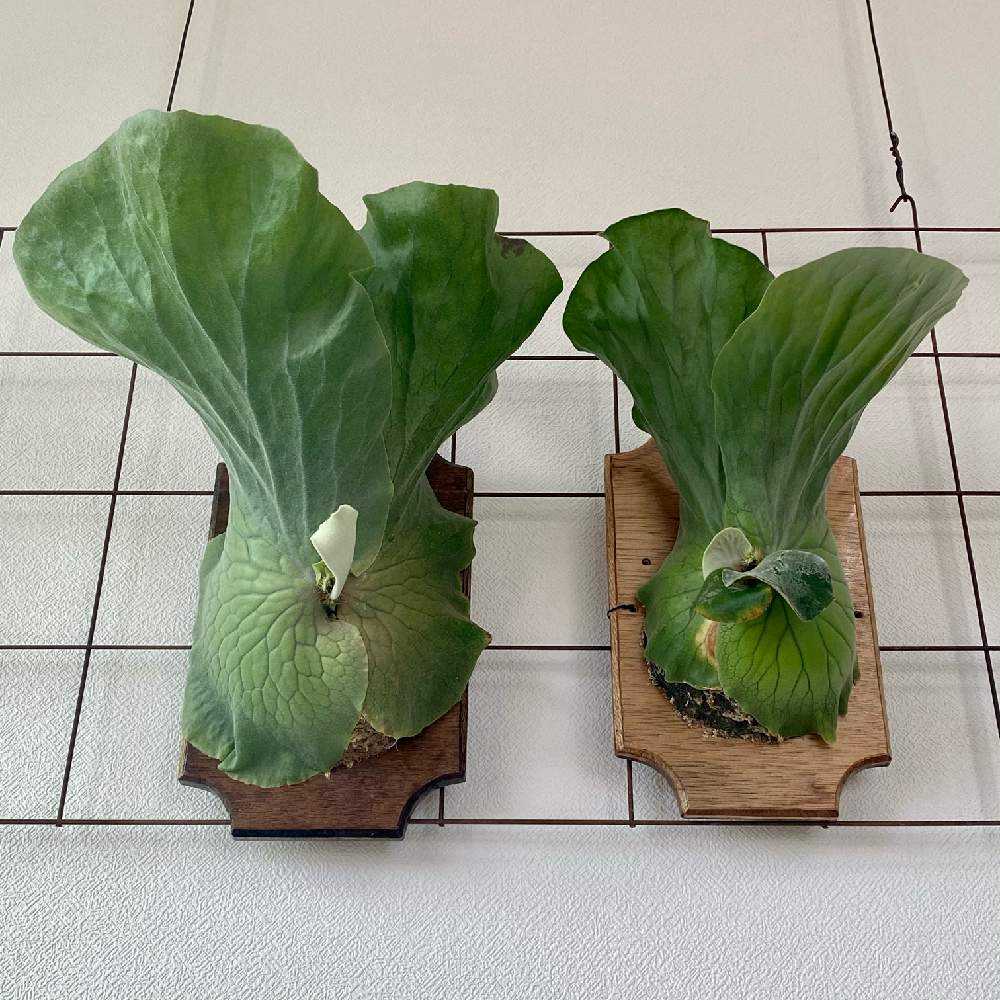 P. elephantotis 成長記録 2022.5.15 🔚🔚🔚｜🍀GreenSnap（グリーン