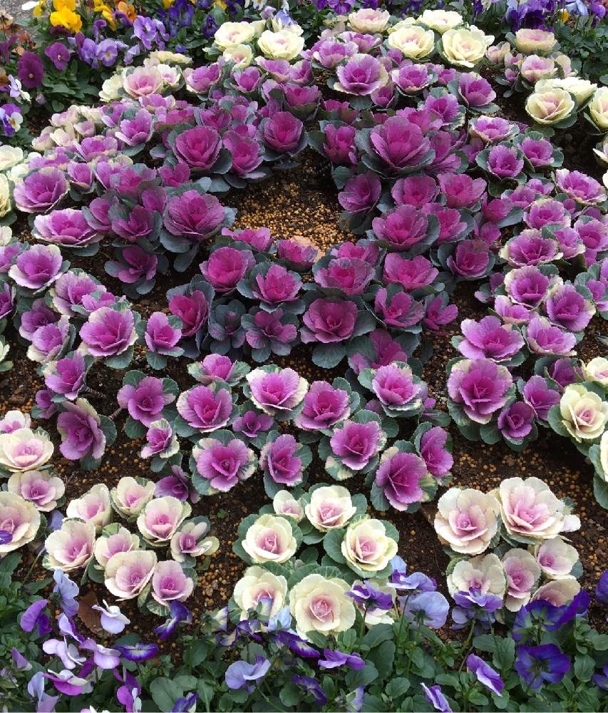 スティッチさんの投稿画像 月12月21日 Greensnap グリーンスナップ