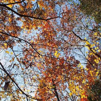 黄色い紅葉の投稿画像一覧 Greensnap グリーンスナップ