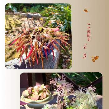 二十四節気の画像 by 美野美谷さん | 広い庭と和仕立てと縞蔓穂と和の庭と和風の庭と朝霧草✨と二十四節気とM's style bonsaiとM's style bonsai(草もの)と季節の巡り・二十四節気