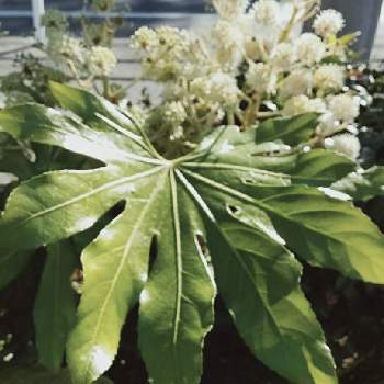 枝先に丸い花の投稿画像一覧 Greensnap グリーンスナップ