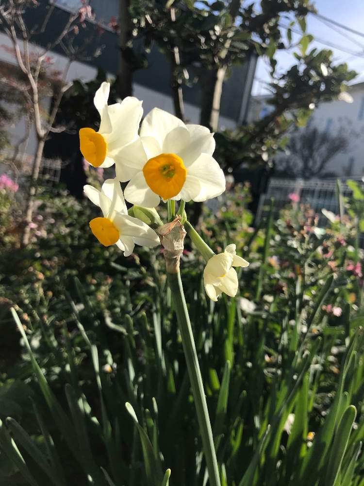 毎年咲く花の投稿画像 By マツキン333さん おうちde菜園と季節の花とおうち園芸と季節のお花と今日の花と白い花 月12月 21日 Greensnap グリーンスナップ