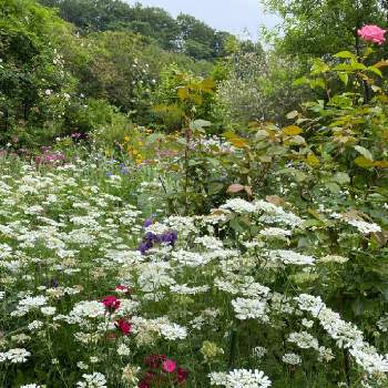 私の秘密の花園の投稿画像一覧 Greensnap グリーンスナップ