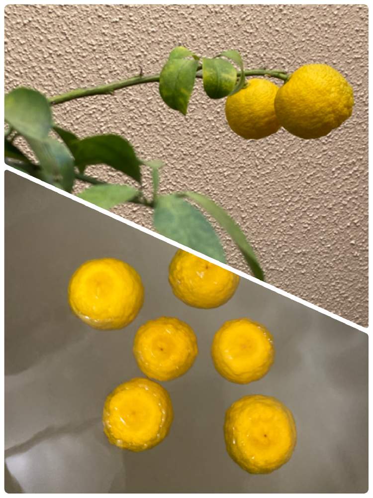 一才柚子の投稿画像 By アガチさん 鉢植えと柚子湯と今日は冬至 月12月21日 Greensnap グリーンスナップ