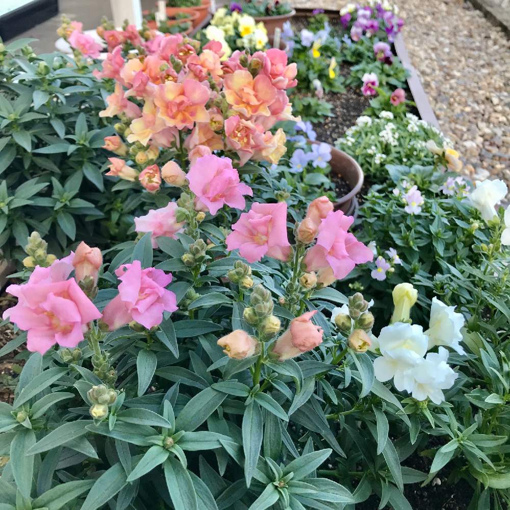 ネメシアの投稿画像 By さきざるさん スイートアリッサム と金魚草と種まき ビオラと秋からのときめきと八重咲き金魚草 トゥイニーとネメシア スカイミストとネメシア とビオラ とパンジー とビオラ パンジーと好きじゃんねと金魚草 とお花 2年生 と小さな花壇