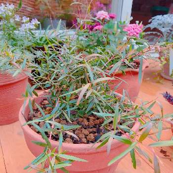 レモンティーツリーの育て方 苗の植え方は 虫除けになるって本当 Greensnap グリーンスナップ