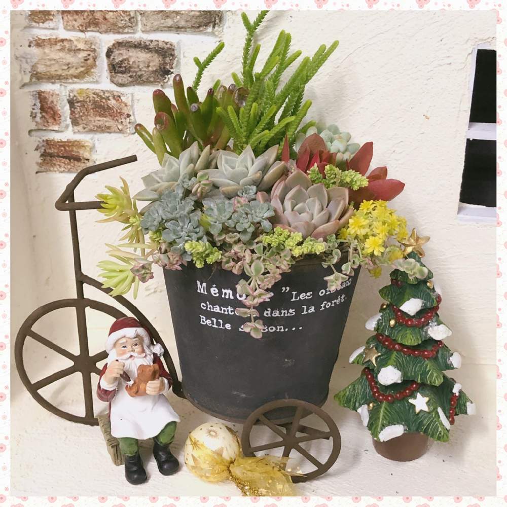 多肉植物の投稿画像 By Merrybellさん イベント出店と多肉寄せ植えとくずはマルシェと多肉苗と多肉屋さん 月12月22日 Greensnap グリーンスナップ