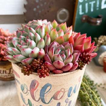 アイスコル 多肉の投稿画像一覧 Greensnap グリーンスナップ