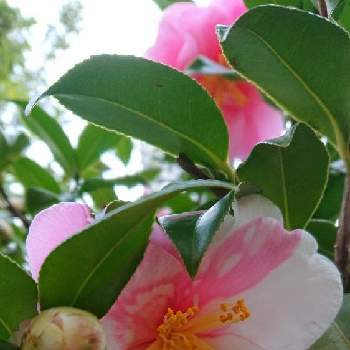 ピンクにキュンପ( ໊๑˃̶͈⌔˂̶͈)*ೃ♡の画像 by 薔薇姫さん | 小さな庭と椿 つばきとピンクの花と椿の花♪とつばき.とピンクにキュンପ( ໊๑˃̶͈⌔˂̶͈)*ೃ♡とつばきの花と大好きないろとピンク大好きとかわぃぃ。とピンクワールドへ ようこそときれーい✨と魅惑の椿☆