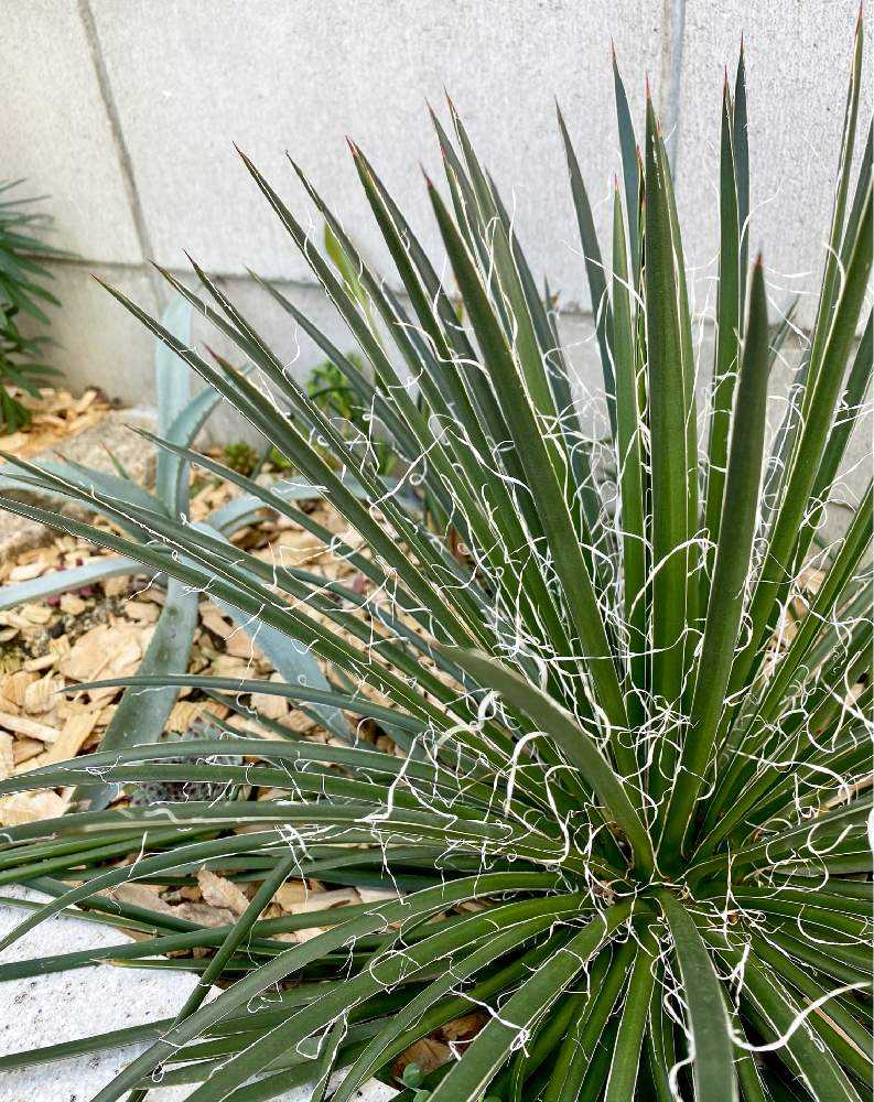 アガベとサボテンの覚え書｜🍀GreenSnap（グリーンスナップ）