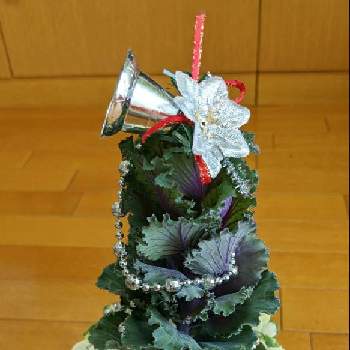 GSクリスマスパーティーの画像 by ジュリアーノさん | 部屋とはぼたんとはぼたん♪と♯葉牡丹とハボタンの寄せ植えと花のある暮らしとGSクリスマスパーティーとハボタン♪と葉牡丹の寄せ植え