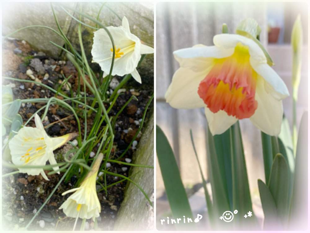 スイセンの投稿画像 By Rinrin さん 水仙とスイセン ピンクチャームとペチコート水仙とバルボコディウム モノフィラスと原種系スイセン カンタブリカスとピンクチャームと今日のお花 月12月22日 Greensnap グリーンスナップ