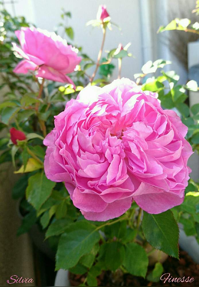 バラの投稿画像 By Silviaさん 鉢植えとピンクの花と花のある暮らし 月12月22日 Greensnap グリーンスナップ