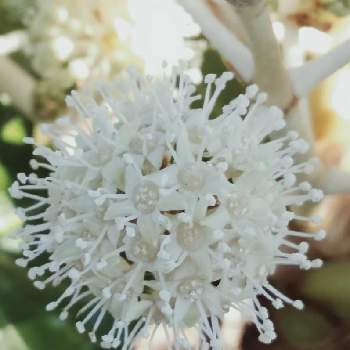 きれいな白い花の投稿画像一覧 Greensnap グリーンスナップ
