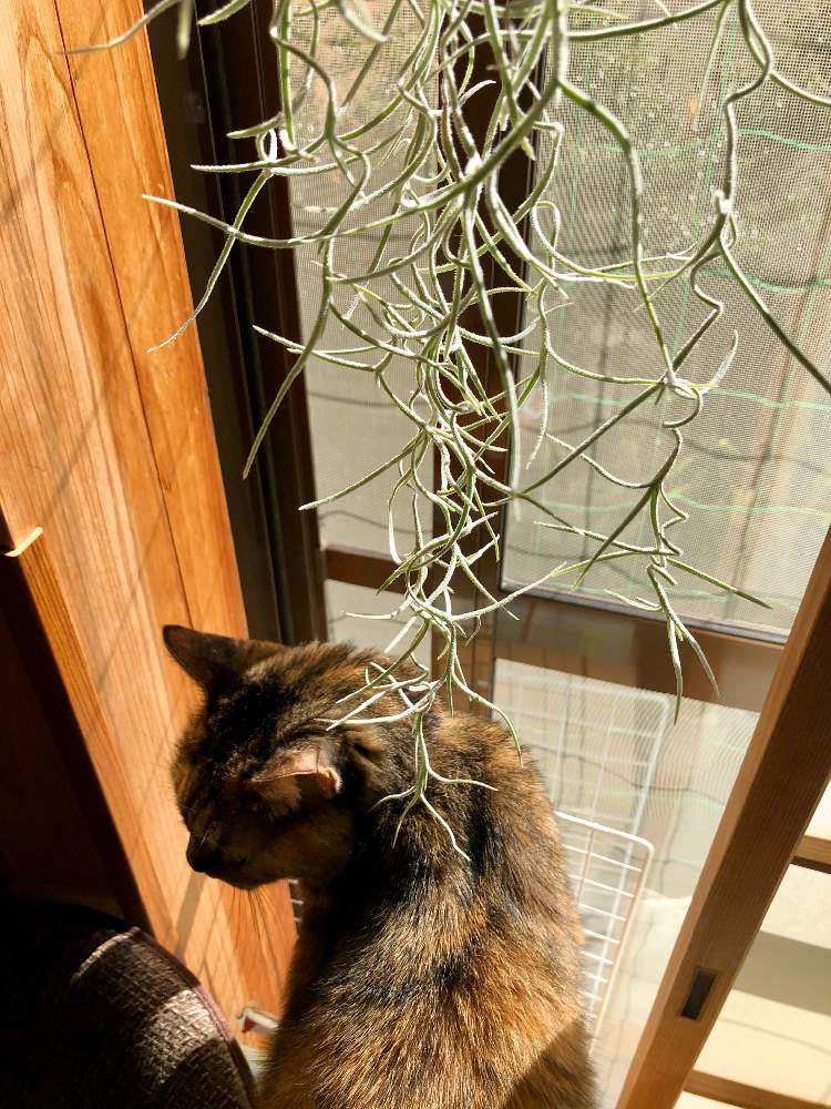 ウスネオイデスの投稿画像 By Doraさん サビ猫ピッピとおうち時間と猫と植物と植物が好き とにゃんにゃん祭りと緑がある暮らしと猫と植物と暮らすとエアープランツ チランジア 月12月22日 Greensnap グリーンスナップ