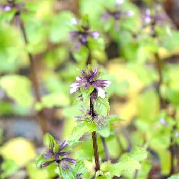 藪ちょろぎ ヤブチョロギ の投稿画像一覧 Greensnap グリーンスナップ