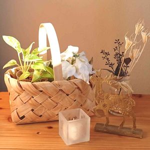 ポトス,ポトスマーブルクイーン,フィロデンドロン オキシカルジウム,クリスマス,観葉植物の画像