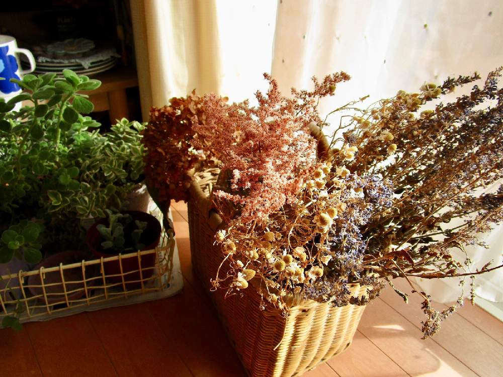 カモミールの投稿画像 By Yokoさん ドライフラワーとおうち時間と植物と雑貨とインテリアと植物と植中毒とナチュラルと風景と花のある暮らし 月12月22日 Greensnap グリーンスナップ カモミールの投稿画像 By Yokoさん ドライフラワーとおうち時間と植物と雑貨とインテリアと植物と植中毒とナチュラルと風景と花のある暮らし 月12月22日 Greensnap グリーンスナップ