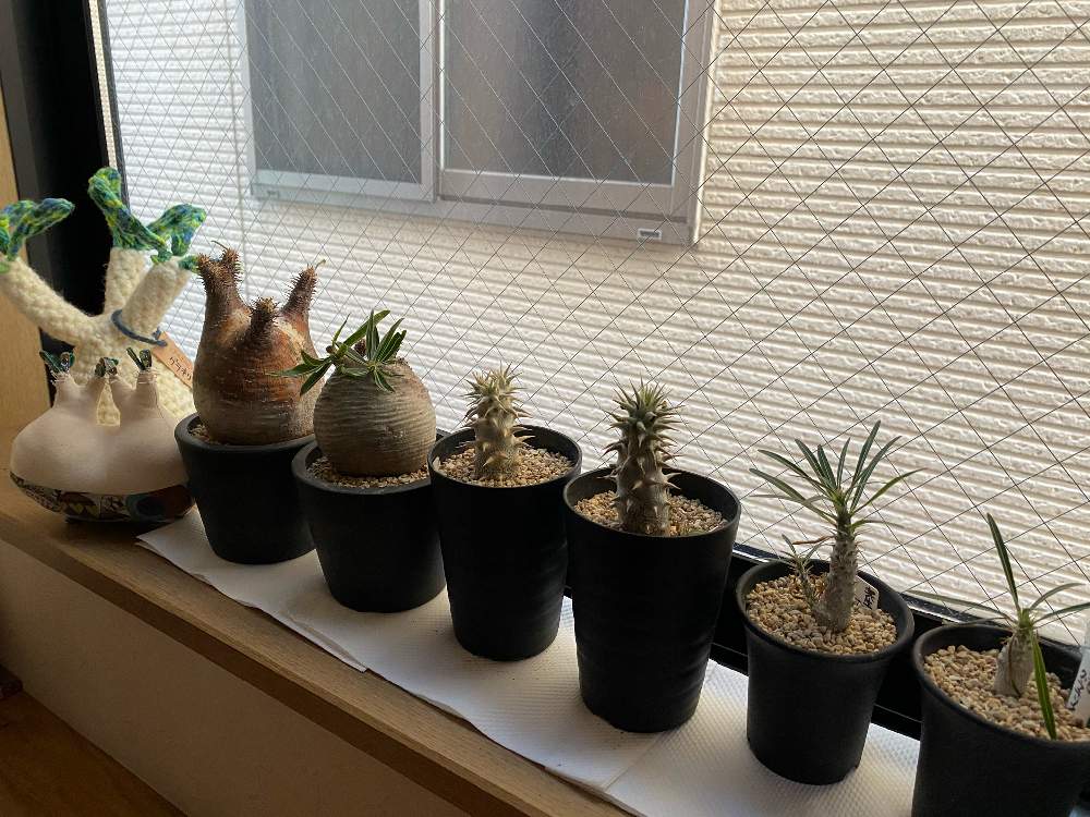 パキポディウム グラキリスの投稿画像 By 結藍ばぁばさん 塊根まんと王蟲の手作りグラキリスとgsミニモニ と置き場所が無いと植物中毒と多肉女子とビザールプランツとzooo Plants 月12月22日 Greensnap グリーンスナップ