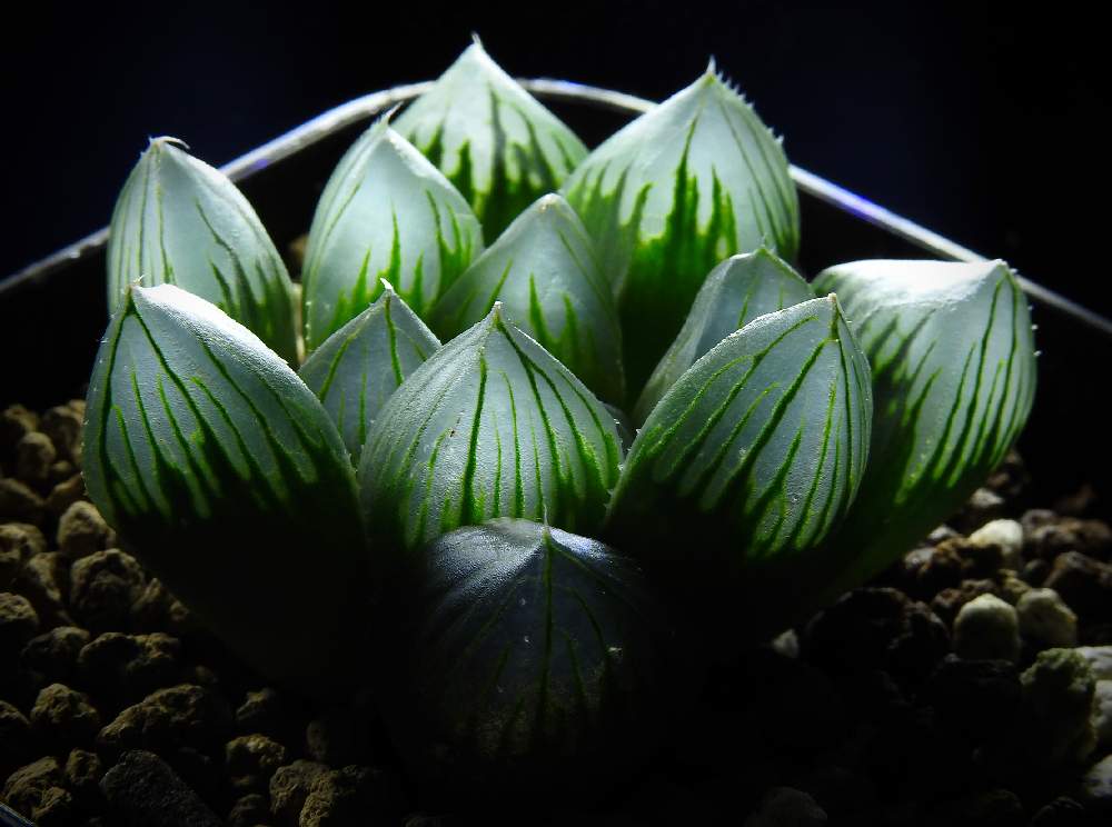 たんぽぽこうもりさんの投稿画像 月12月23日 Greensnap グリーンスナップ