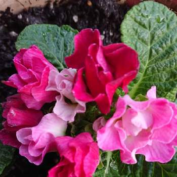 イチゴのミルフィーユの画像 by 山ちゃんさん | 玄関とバラ咲きジュリアンとイチゴのミルフィーユと鉢植えと花のある暮らしとおうち園芸