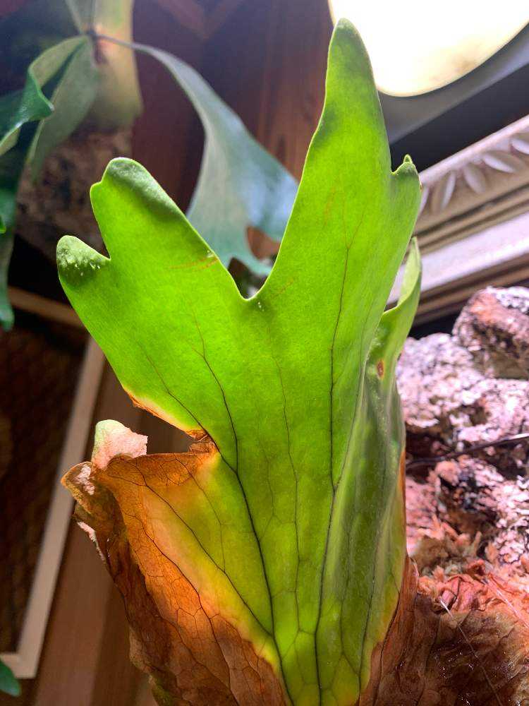 ビカクシダ・コロナリウムの育成日記Part1(通風パネル着生→コルク樹皮