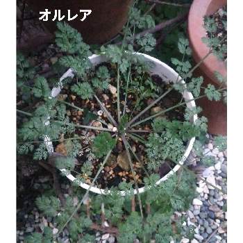 オルレア♪の画像 by メリーさん | 小さな庭とコボレダネからとおうち園芸と鉢植えとオルレア♪と花のある暮らし