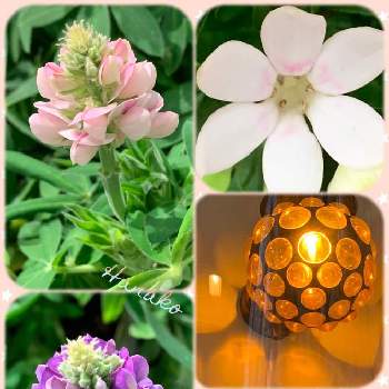 花と灯りの画像 by ハナコさん | お出かけ先とピンクのお花と白いお花と紫のお花と花と灯り