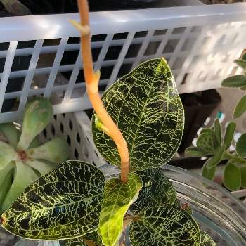 水苔栽培の投稿画像一覧 Greensnap グリーンスナップ