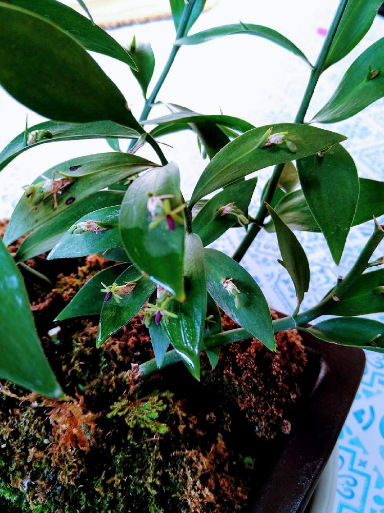 梛筏の花の投稿画像 By みどりさん 盆栽と常緑低木と鉢物とスマホで撮影 月12月23日 Greensnap グリーンスナップ