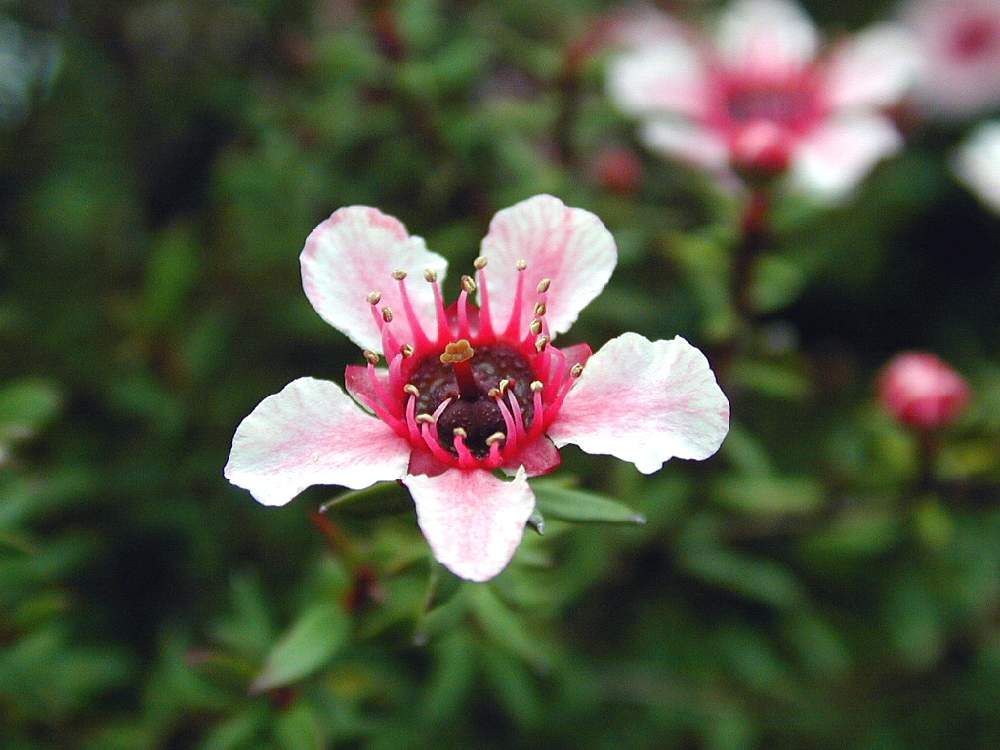 ギョリュウバイの投稿画像 By Hiroshiさん ピンクの花と冬の花と花木と今日のお花と今日の花 月12月23日 Greensnap グリーンスナップ