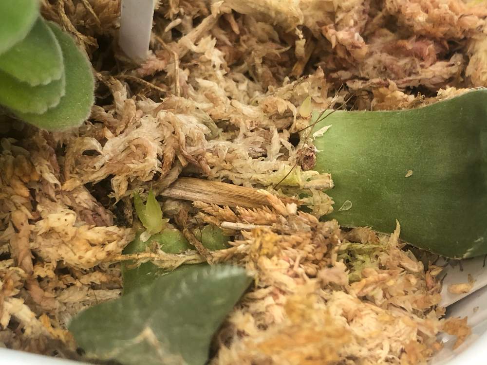 立証する 帝国 突き刺す 多肉植物 葉挿し 水苔 Soccerart Jp