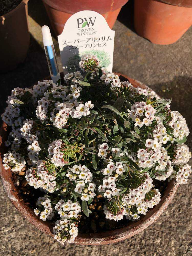 スーパーアリッサムスノープリンセス|🍀GreenSnap(グリーン スーパーアリッサムスノープリンセス|🍀GreenSnap(グリーン