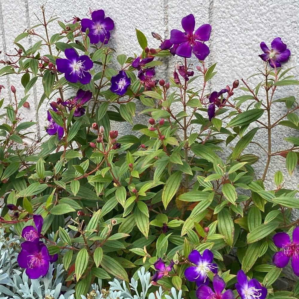 お出かけ先の投稿画像 By Manabeさん 魅力的 と紫色の花と熱帯花木とノボタン科 と通り道の花壇とシコンノボタン属と魅力的 と紫色の花と熱帯花木とノボタン科と通り道の花壇とシコンノボタン属 月12月23日 Greensnap グリーンスナップ