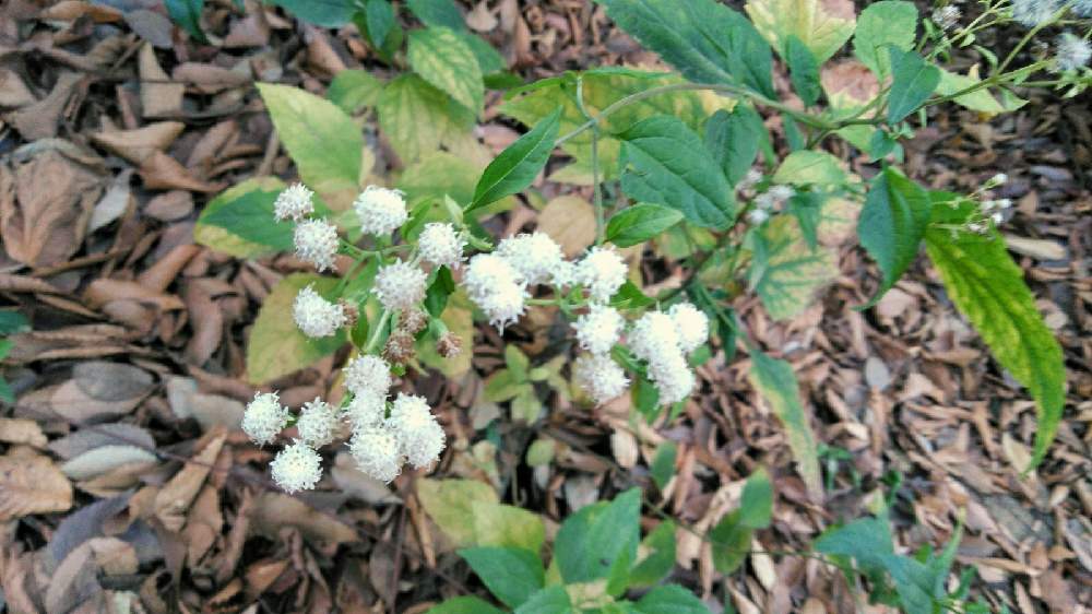 マルバフジバカマの投稿画像 By ポトスさん お出かけ先 月12月23日 Greensnap グリーンスナップ Greensnap グリーンスナップ