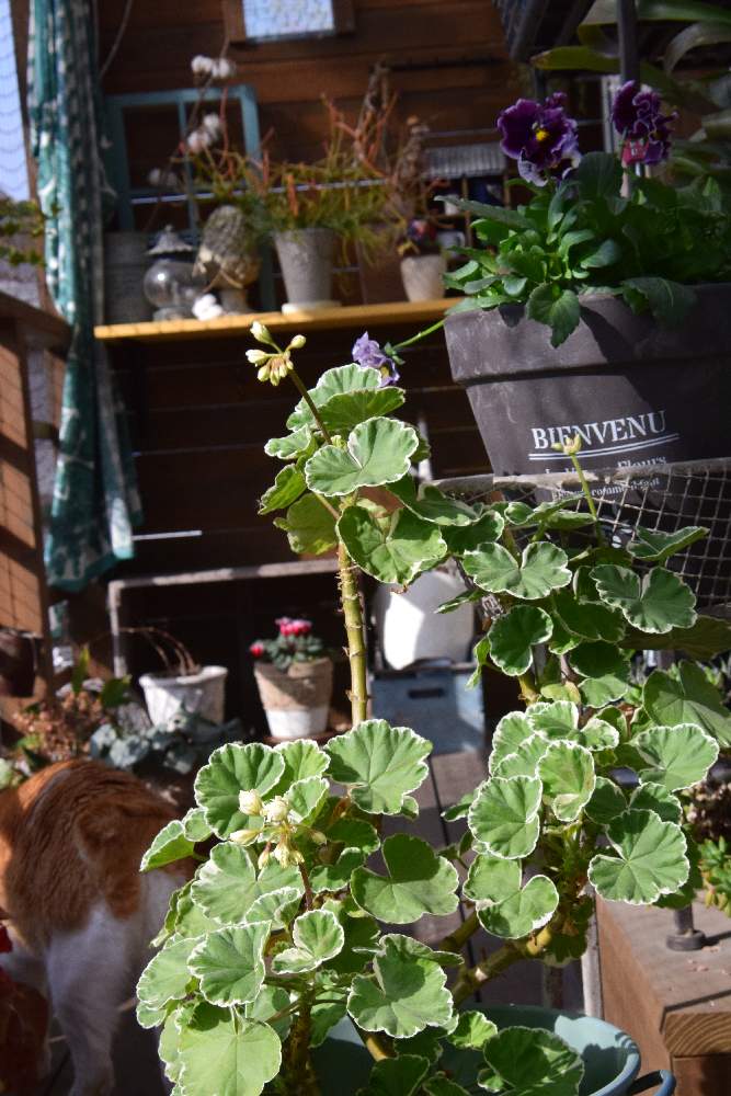 ゼラニウム 斑入りの投稿画像 By ミムラさん みどりのある暮らしと観葉植物とボタニカルライフとdiyウッドデッキと緑のある暮らしと花のある暮らしとカメラ下手っぴ部 月12月23日 Greensnap グリーンスナップ