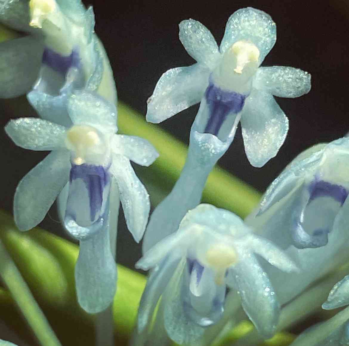 期間限定出品‼️［洋蘭原種］Cleisocentron gokusingii Cleisocentron